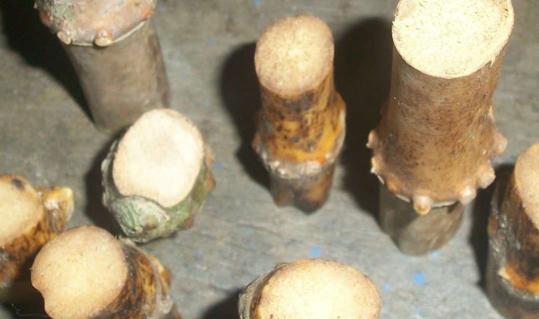 Mengungkap Kayu Berkhasiat: Bambu Buntet