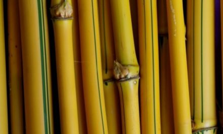 Bambu Gading, Salah Satu Benda Bertuah yang Melegenda