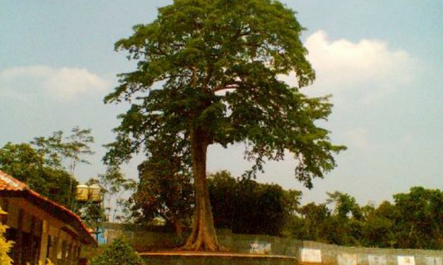 Kisah Kyai Pamungkas: Pohon Keramat di Makam Ki Ageng Selo