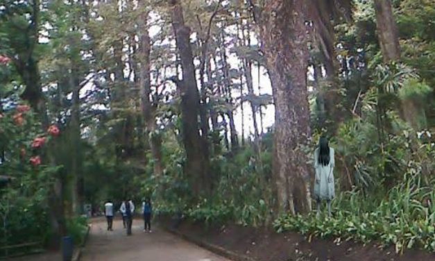 Kayu Berkhasiat: Pohon Boga