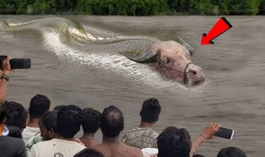 Panggonan Wingit: SILUMAN ULAR LEMBU DI SUNGAI LEMPUYANG