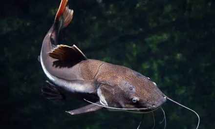 Kisah Kyai Pamungkas: LELE HIDUP TANPA DAGING