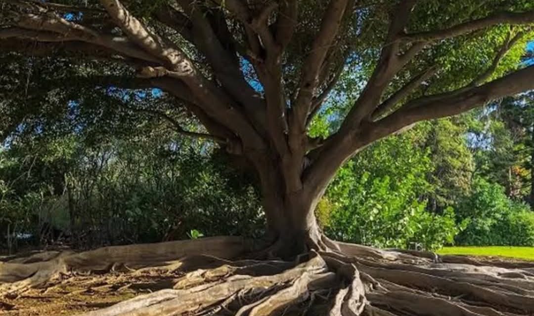 Ngaji: FILOSOFI KESEIMBANGAN DALAM PRESPEKTIF KAYU