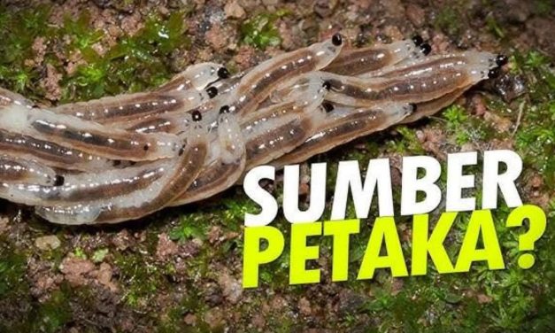 Kisah Mistis: MISTERI ULAT BUBUK LULUT