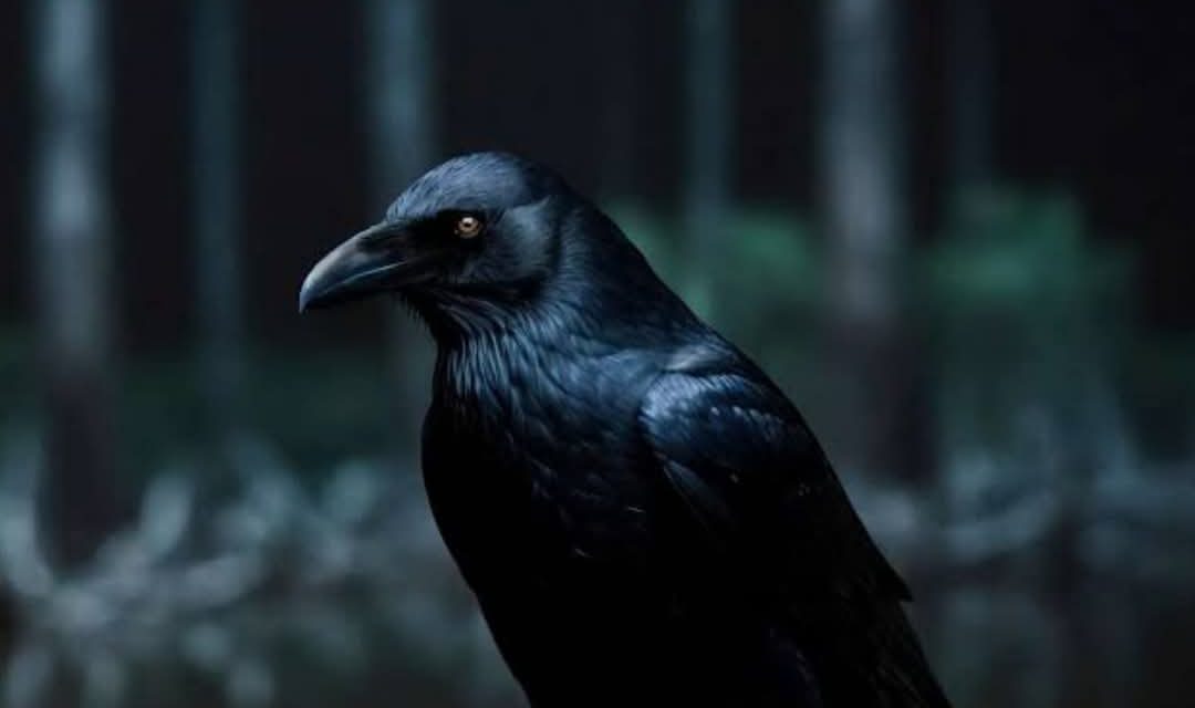 MITOS BINATANG BERWARNA HITAM