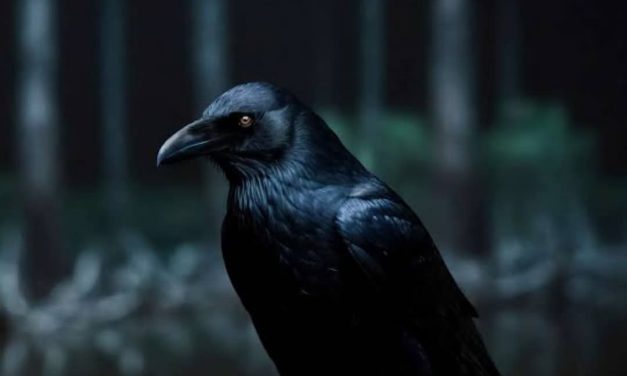 MITOS BINATANG BERWARNA HITAM