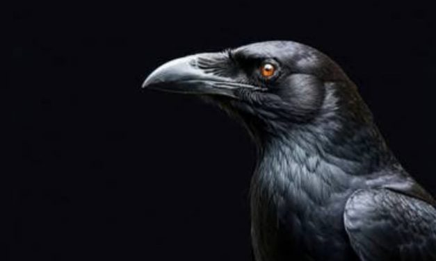 Kisah Mistis: ANAKKU BURUNG GAGAK HITAM