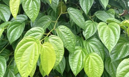 Ijazah: KHASIAT DAUN SIRIH BUAT KESEHATAN