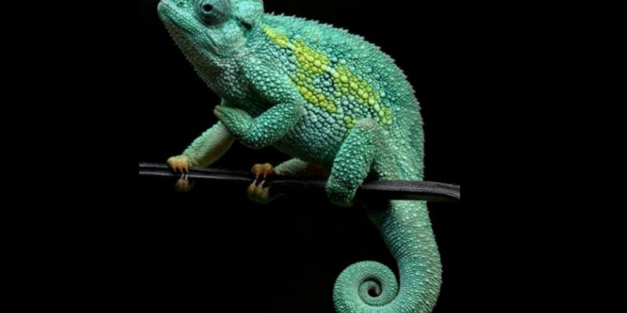 KECEPATAN LIDAH BUNGLON MELEBIHI JET