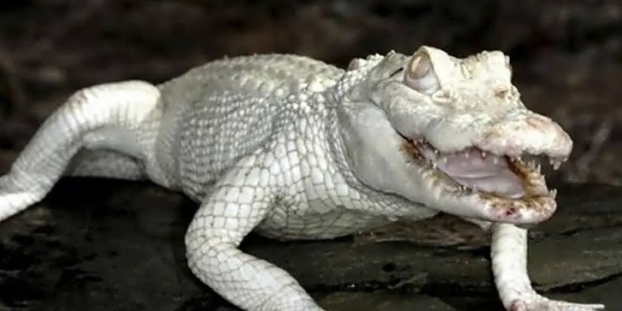 Kisah Mistis: PUTRI SILUMAN BUAYA PUTIH